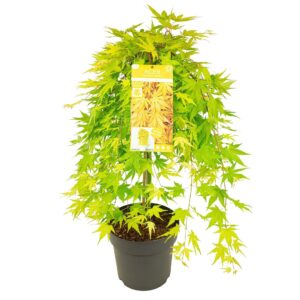 Acer palmatum Acer palm. 'Cascade Gold'
(1 Plants/Order)(29cmP 90cmH)