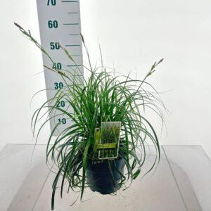 Carex Ribbon Falls Carex Ribon Falls ('Et Crx02'PBR)
(1 Plants/Order)(19cmP 30cmH)