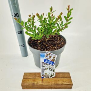 Lagerstroemia indica Lagerstroemia indica With Love Virgin ('Milabla'PBR)
(1 Plants/Order)(23cmP 40cmH)