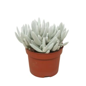 Senecio Senecio mont blanc 10,5 cm
(10 Plants/Order)(10.5cmP 18cmH)