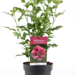 Hibiscus syriacus Duc de Brabant Hibiscus syr. 'Duc de Brabant' P19/C3
(1 Plants/Order)(19cmP 55cmH)