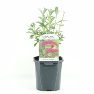 Buddleja Royal Red Buddleja dav. Royal Red
(6 Plants/Order)(17cmP 45cmH)