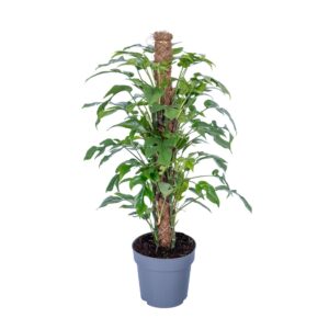 Philodendron Monstera Minima Mosstok 80cm / Pot 19cm
(3 Plants/Order)(19cmP 85cmH)