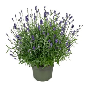 Lavandula angustifolia Essence Pur Lavandula "Essence Purple"
(8 Plants/Order)(13cmP 25cmH)
