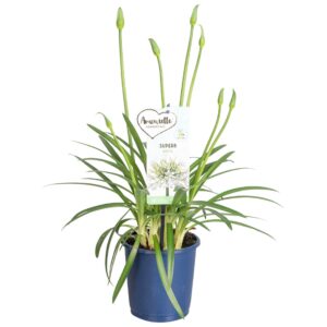 Agapanthus Amourette Superb White Agapanthus Amourette Superb White, 4+ spike
(8 Plants/Order)(14cmP 35cmH)