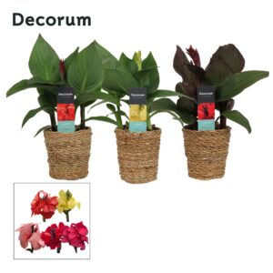 Canna Cannova Canna Cannova mix in Ompot Ruby (Decorum)
(6 Plants/Order)(12cmP 40cmH)