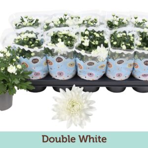 Chrysanthemum Surf Chrysanthemum Double White
(10 Plants/Order)(12cmP 25cmH)