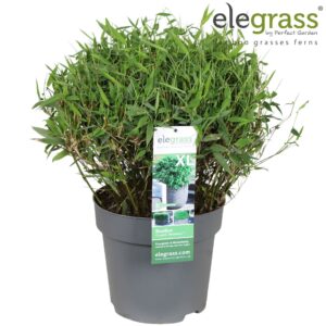 Fargesia murieliae Fargesia 'Moontears'® Boobux P29
(1 Plants/Order)(29cmP 70cmH)