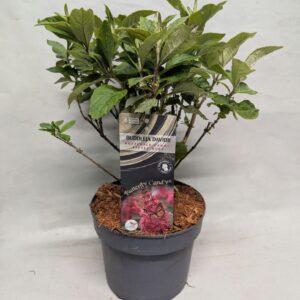 Buddleja Buddleja Buddleja 'Butterfly Candy' Little Ruby' 17 cm
(1 Plants/Order)(17cmP 40cmH)