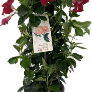 Mandevilla Diamantina Topaze Vermil p17 Diamantina Topaze Vermilion pyramid
(1 Plants/Order)(17cmP 60cmH)