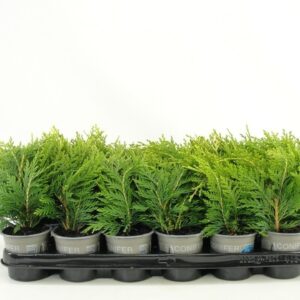 Chamaecyparis Sunkist Chamaecyparis lawsoniana 'Sunkist'
(18 Plants/Order)(9cmP 15cmH)
