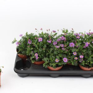 Brachycome Brachyscome purple
(12 Plants/Order)(10.5cmP 17cmH)