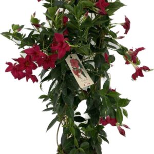 Mandevilla sanderi Rio Grande Scarl p22 Mandevilla duo boog Rio Grande Scarlet
(1 Plants/Order)(22cmP 90cmH)