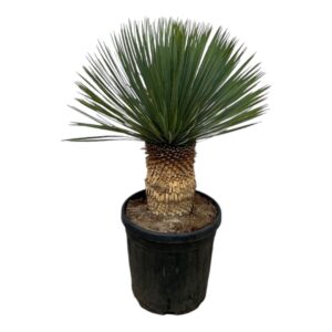 Arrangement Yucca Rostrata P38 100 - 110 cm
(5 Plants/Order)(38cmP 100cmH)