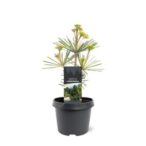 Sciadopitys verticillata Sciadopitys verticillata 'Sternschnuppe'
(1 Plants/Order)(19cmP 30cmH)