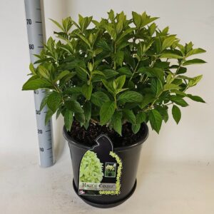 Hydrangea paniculata Hydrangea pan. magical Candle
(1 Plants/Order)(38cmP 80cmH)