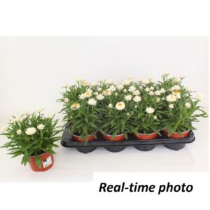 Bracteantha Mohave Snow White Bracteanta Snow White
(10 Plants/Order)(12cmP 25cmH)
