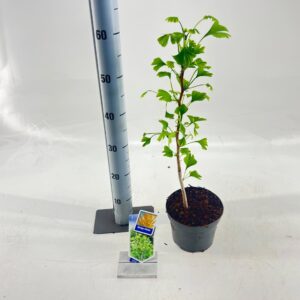 Ginkgo Ginkgo biloba
(1 Plants/Order)(17cmP 70cmH)