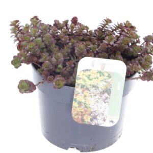 Sedum spurium Sedum spurium Purple winter
(6 Plants/Order)(17cmP 15cmH)