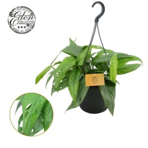 Epipremnum pinnatum pinnatum Cebu B Epipremnum Cebu blue 15cm HP
(5 Plants/Order)(15cmP 20cmH)