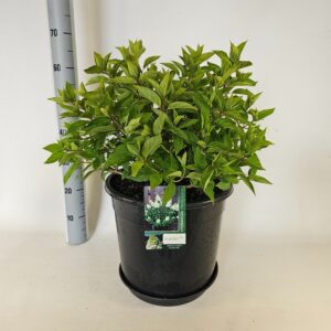 Hydrangea paniculata Hydrangea pan Polar Bear
(1 Plants/Order)(38cmP 85cmH)