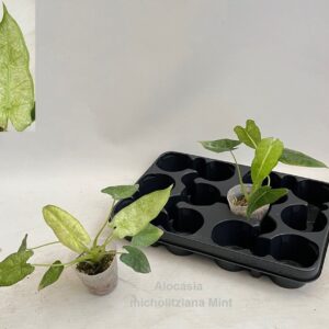 Alocasia Alocasia micholitziana MINT variegata 7cm *NEW*
(6 Plants/Order)(7cmP 18cmH)
