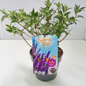 Buddleja Buddleja d. 'Summer Kids® Romy' C5
(1 Plants/Order)(23cmP 50cmH)