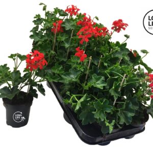 Pelargonium Balkon red LongLife Peltatum Balkon Red
(8 Plants/Order)(10.5cmP 25cmH)