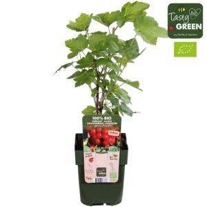 Ribes rubrum Ribes Ribest® Lisette® Bio P13
(10 Plants/Order)(13cmP 30cmH)