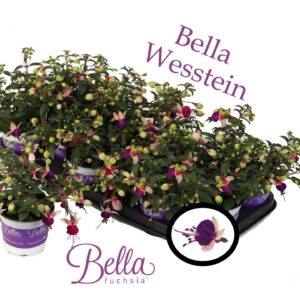 Fuchsia Bella Fuchsia Olivia Bella Fuchsia 'Olivia' ( Hang )
(12 Plants/Order)(10.5cmP 25cmH)