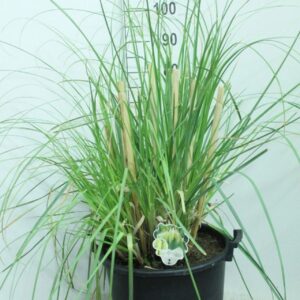 Cortaderia selloana Pumila Cortaderia selloana 'Pumila' P40
(1 Plants/Order)(40cmP 100cmH)