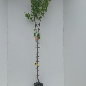fruit trees and -heesters ov Diospyros kaki in Types
(1 Plants/Order)(24cmP 150cmH)