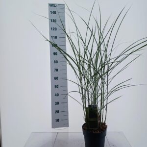 Miscanthus sinensis Gracillimus Miscanthus sin. 'Gracillimus'
(1 Plants/Order)(23cmP 120cmH)