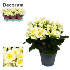 Begonia Valentino White Begonia ''valentino white'' Decorum
(6 Plants/Order)(14cmP 32cmH)