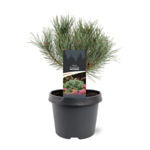 Pinus sylvestris Watereri Pinus sylvestris 'Watereri'
(1 Plants/Order)(19cmP 30cmH)