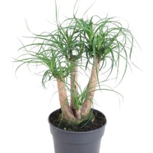 Nolina recurvata Beaucarnea busch P21 - 1ft
(1 Plants/Order)(21cmP 60cmH)