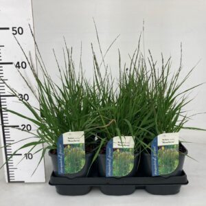 Molinia caerulea Moorhexe Molinia caerulea 'Moorhexe'
(6 Plants/Order)(17cmP 15cmH)