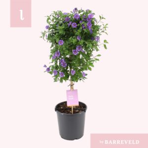 Solanum Blue Fountain Solanum Rantonnetii stam
(1 Plants/Order)(19cmP 75cmH)