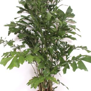 Caryota mitis Caryota mitis
(1 Plants/Order)(40cmP 200cmH)