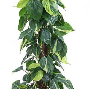 Philodendron Brasil Philodendron Brasil kratiste
(1 Plants/Order)(24cmP 120cmH)