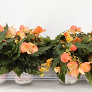 Begonia Waterfall Angel Soft Orange Begonia Waterfall soft orange FLORATINO packing
(8 Plants/Order)(12cmP 20cmH)