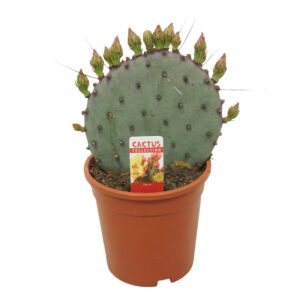 Opuntia azurea Opuntia azurea 17 cm flowering 6+ bud met etiket
(4 Plants/Order)(17cmP 26cmH)