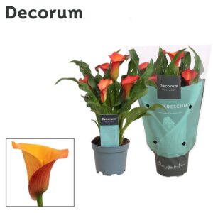 Zantedeschia Morning Sun Zantedeschia (Calla) orange (Decorum)
(12 Plants/Order)(10.5cmP 30cmH)