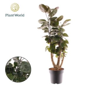 Polyscias Fabian Polyscias Fabian busch
(3 Plants/Order)(21cmP 80cmH)