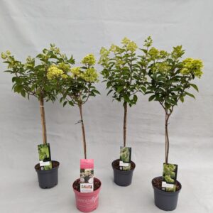 Hydrangea paniculata Hydrangea Paniculata Stam 'IMPORT Mix' 19 cm
(1 Plants/Order)(19cmP 70cmH)