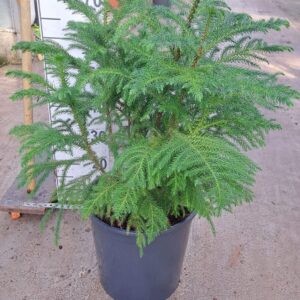 Araucaria heterophylla Araucaria toef 80
(1 Plants/Order)(30cmP 80cmH)