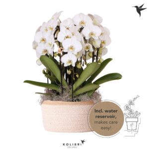Phalaenopsis Elegant Cascade Kolibri Orchids Phalaenopsis Mono Bouquet Niagara Fall white 6 spike in Basket w
(2 Plants/Order)(28cmP 45cmH)
