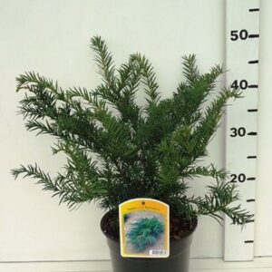 Taxus baccata Repandens Taxus bacc. 'Repandens'
(1 Plants/Order)(19cmP 55cmH)