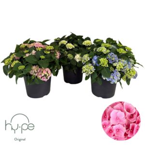 Hydrangea macrophylla Hydrangea Mophead mix 15+ | Hy-pe Original
(1 Plants/Order)(29cmP 55cmH)