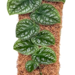 Monstera dubia (juveniel) Monstera Dubia
(8 Plants/Order)(14cmP 40cmH)